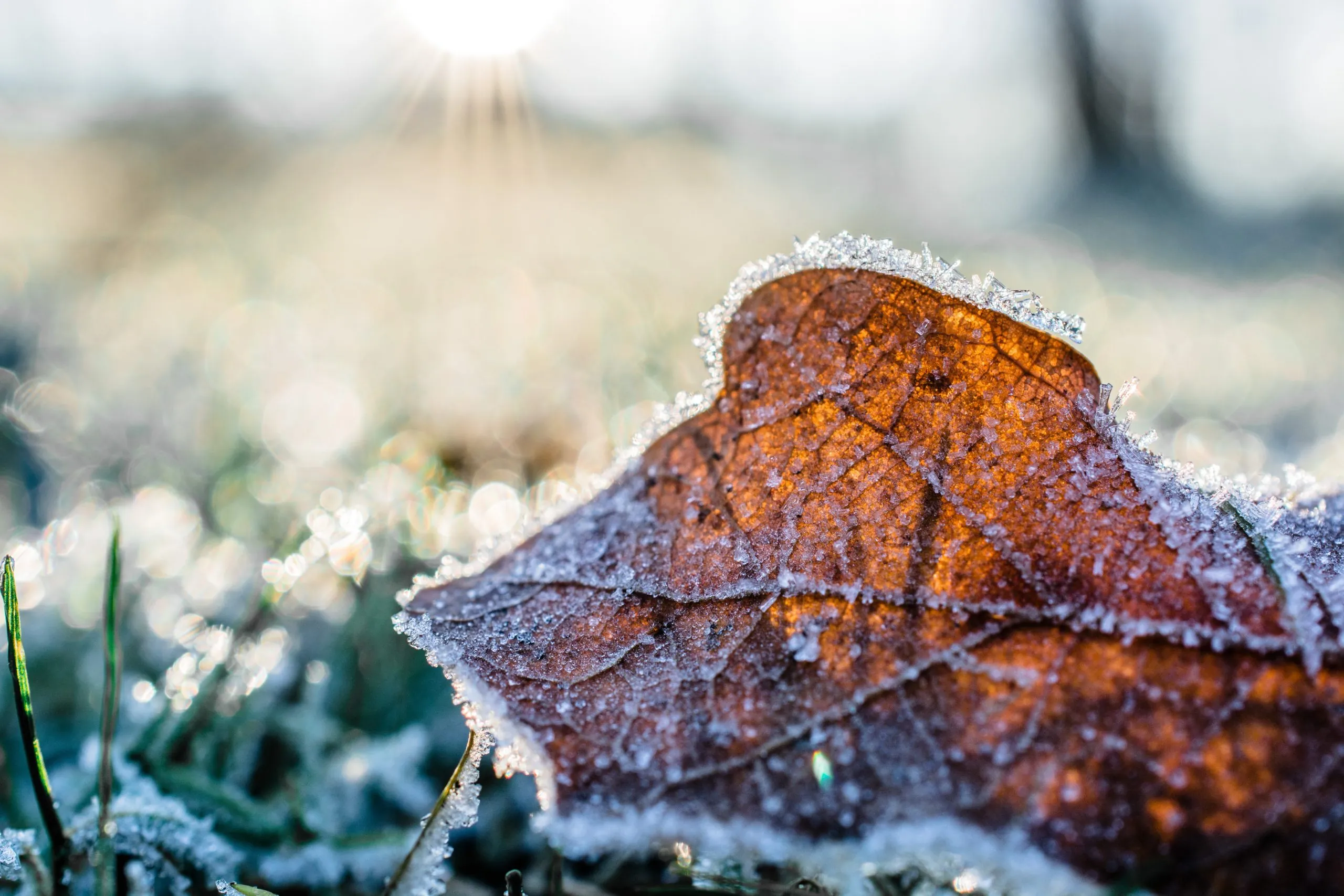 5 choses à faire pour prendre soin de votre jardin en hiver