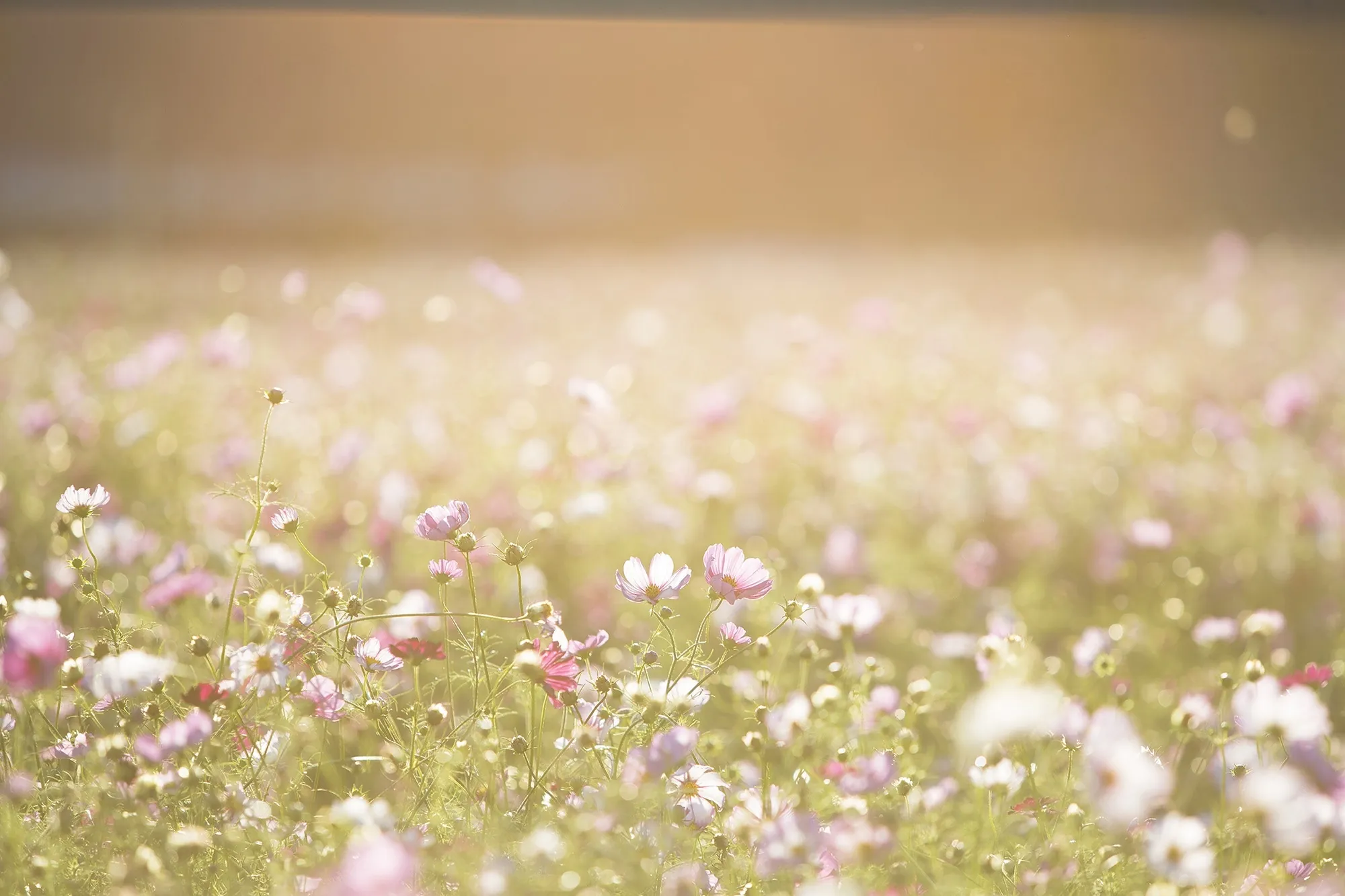 Que faut-il faire dans son jardin en avril?